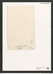 Diatomeae indet. Zeichnungen Sammlung Grunow (NHMW-BOT-W0370757)